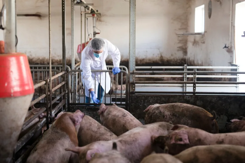 Quando o jornalismo escolhe o vilão errado: gripe suína, mpox e o estigma contra os animais